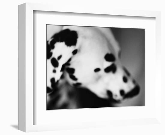 Dalmatian Dog-Henry Horenstein-Framed Photographic Print