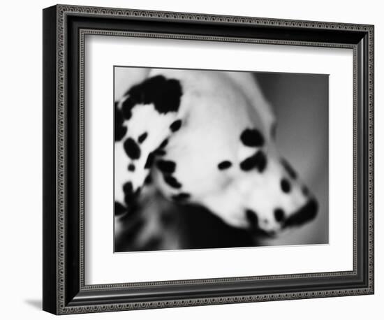 Dalmatian Dog-Henry Horenstein-Framed Photographic Print