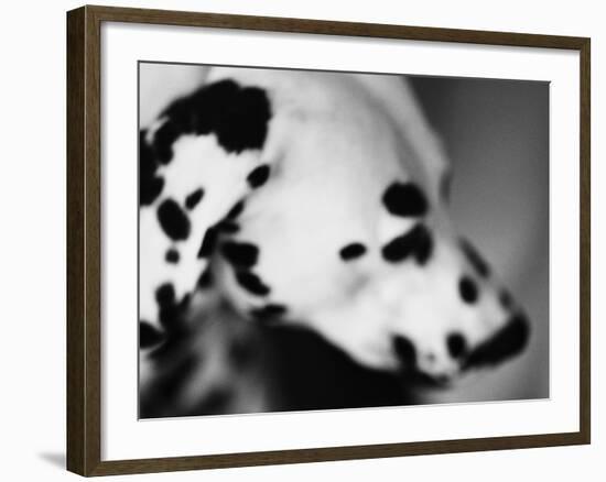 Dalmatian Dog-Henry Horenstein-Framed Photographic Print