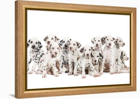 Dalmatian Dogs-null-Framed Premier Image Canvas