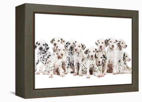 Dalmatian Dogs-null-Framed Premier Image Canvas