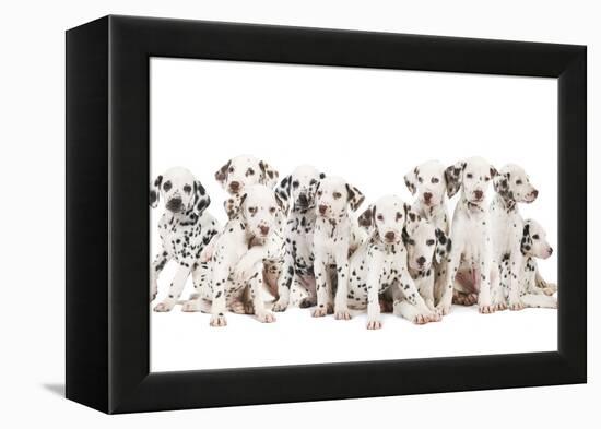 Dalmatian Dogs-null-Framed Premier Image Canvas