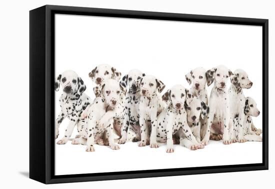 Dalmatian Dogs-null-Framed Premier Image Canvas