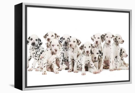 Dalmatian Dogs-null-Framed Premier Image Canvas