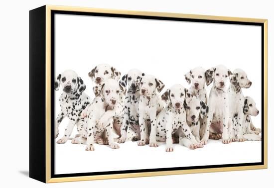 Dalmatian Dogs-null-Framed Premier Image Canvas