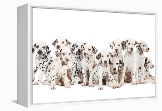 Dalmatian Dogs-null-Framed Premier Image Canvas