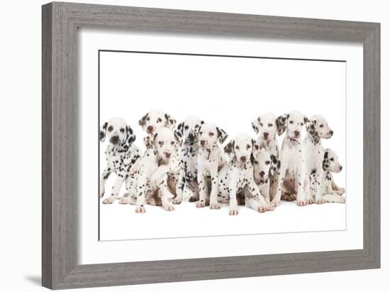 Dalmatian Dogs-null-Framed Photographic Print