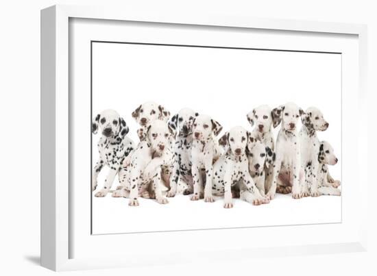 Dalmatian Dogs-null-Framed Photographic Print