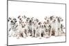Dalmatian Dogs-null-Mounted Photographic Print