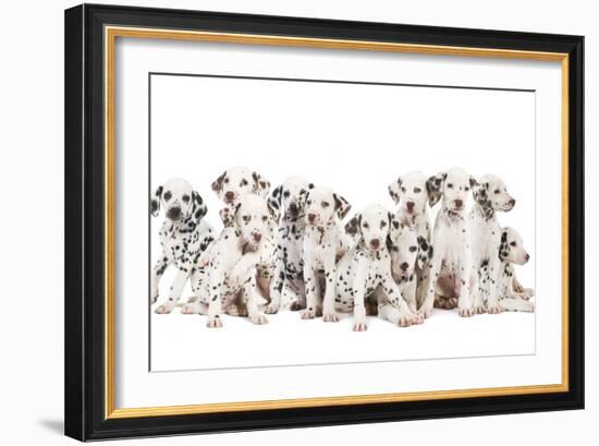 Dalmatian Dogs-null-Framed Photographic Print