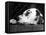 Dalmatian, Head Only, 1934-Thomas Fall-Framed Premier Image Canvas