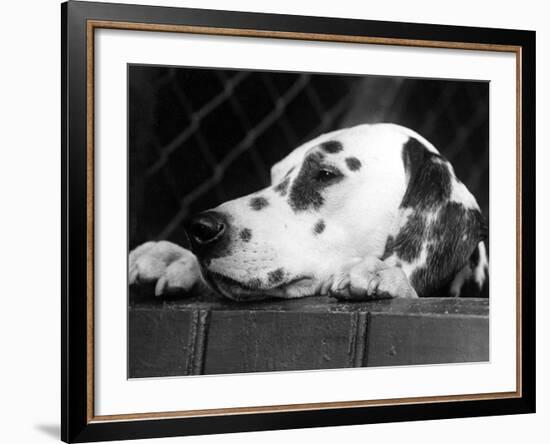 Dalmatian, Head Only, 1934-Thomas Fall-Framed Photographic Print