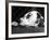 Dalmatian, Head Only, 1934-Thomas Fall-Framed Photographic Print