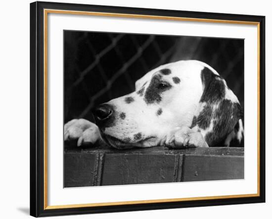 Dalmatian, Head Only, 1934-Thomas Fall-Framed Photographic Print