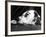 Dalmatian, Head Only, 1934-Thomas Fall-Framed Photographic Print