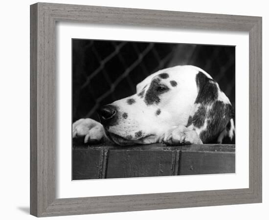 Dalmatian, Head Only, 1934-Thomas Fall-Framed Photographic Print