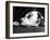 Dalmatian, Head Only, 1934-Thomas Fall-Framed Photographic Print
