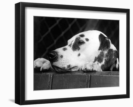 Dalmatian, Head Only, 1934-Thomas Fall-Framed Photographic Print