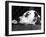 Dalmatian, Head Only, 1934-Thomas Fall-Framed Photographic Print