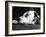 Dalmatian, Head Only, 1934-Thomas Fall-Framed Photographic Print