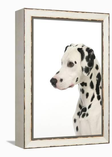 Dalmatian (Head Shot)-null-Framed Premier Image Canvas