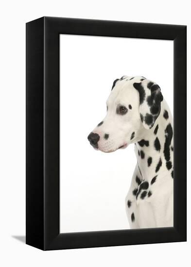 Dalmatian (Head Shot)-null-Framed Premier Image Canvas