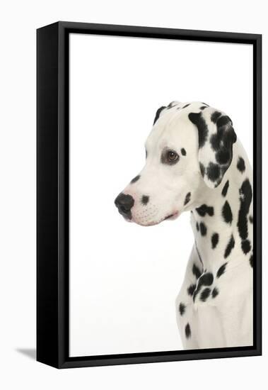 Dalmatian (Head Shot)-null-Framed Premier Image Canvas