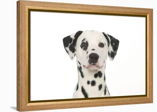 Dalmatian (Head Shot)-null-Framed Premier Image Canvas