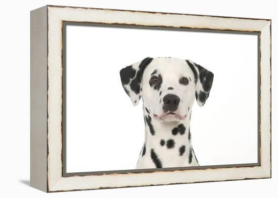 Dalmatian (Head Shot)-null-Framed Premier Image Canvas