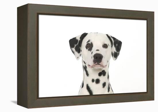 Dalmatian (Head Shot)-null-Framed Premier Image Canvas