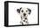 Dalmatian (Head Shot)-null-Framed Premier Image Canvas