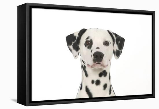 Dalmatian (Head Shot)-null-Framed Premier Image Canvas