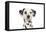 Dalmatian (Head Shot)-null-Framed Premier Image Canvas