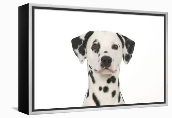 Dalmatian (Head Shot)-null-Framed Premier Image Canvas