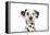 Dalmatian (Head Shot)-null-Framed Premier Image Canvas