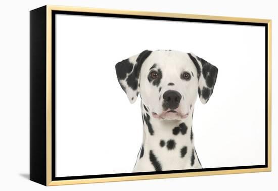 Dalmatian (Head Shot)-null-Framed Premier Image Canvas