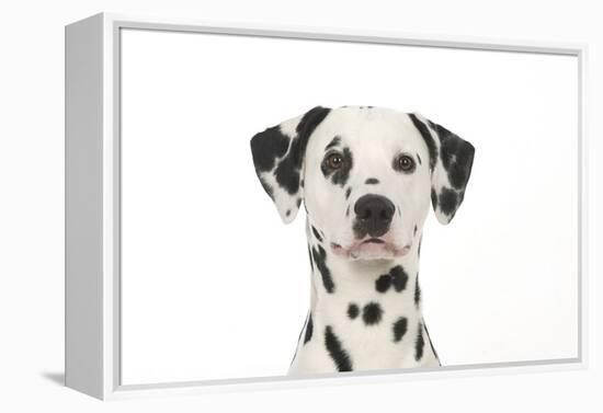 Dalmatian (Head Shot)-null-Framed Premier Image Canvas