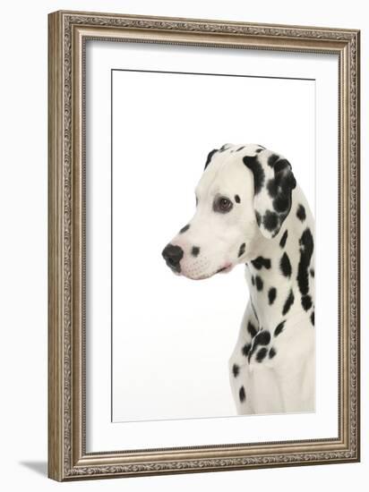 Dalmatian (Head Shot)-null-Framed Photographic Print