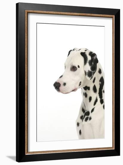 Dalmatian (Head Shot)-null-Framed Photographic Print