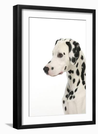 Dalmatian (Head Shot)-null-Framed Photographic Print