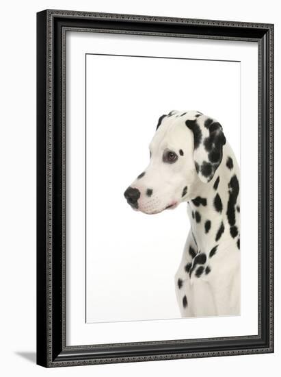 Dalmatian (Head Shot)-null-Framed Photographic Print