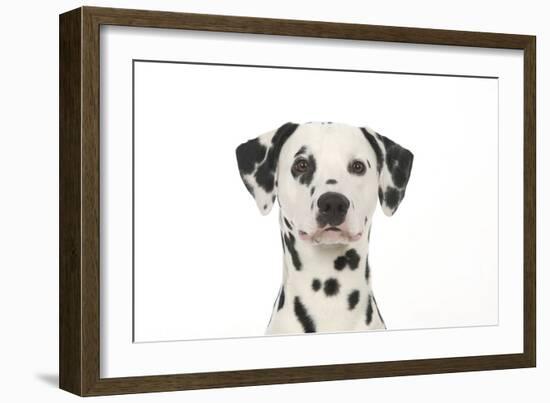 Dalmatian (Head Shot)-null-Framed Photographic Print