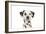 Dalmatian (Head Shot)-null-Framed Photographic Print