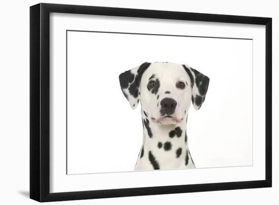 Dalmatian (Head Shot)-null-Framed Photographic Print