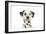 Dalmatian (Head Shot)-null-Framed Photographic Print