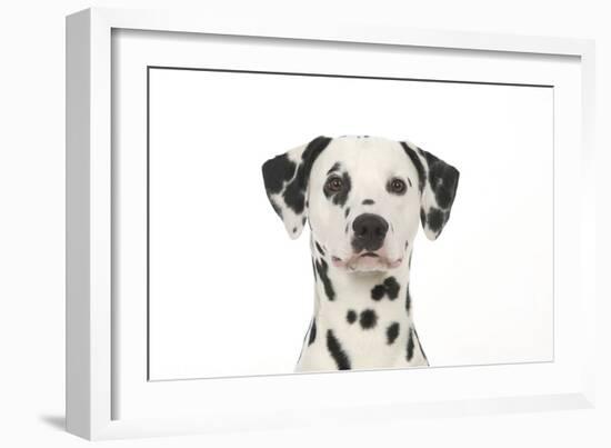 Dalmatian (Head Shot)-null-Framed Photographic Print