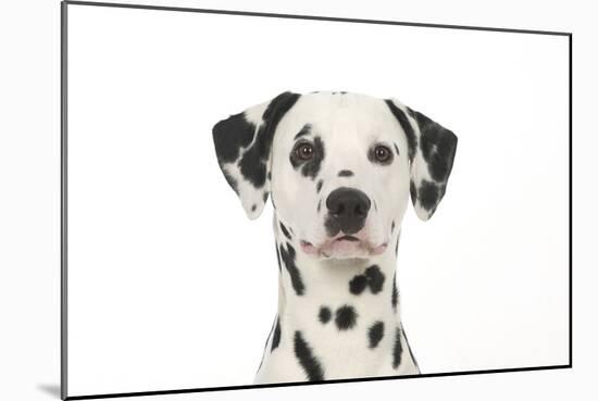 Dalmatian (Head Shot)-null-Mounted Photographic Print