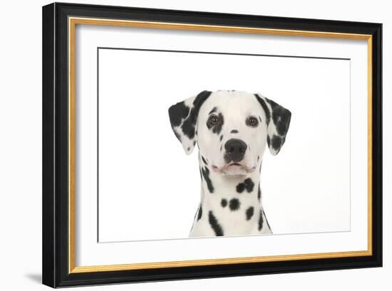 Dalmatian (Head Shot)-null-Framed Photographic Print