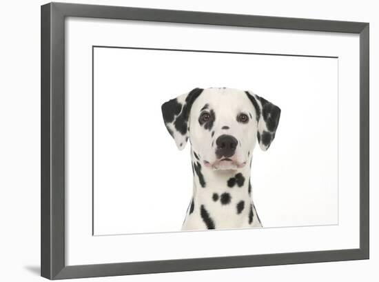 Dalmatian (Head Shot)-null-Framed Photographic Print