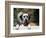 Dalmatian Looking over Fence-Chase Swift-Framed Photographic Print